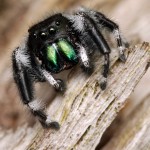 0531_tpalmer_spider