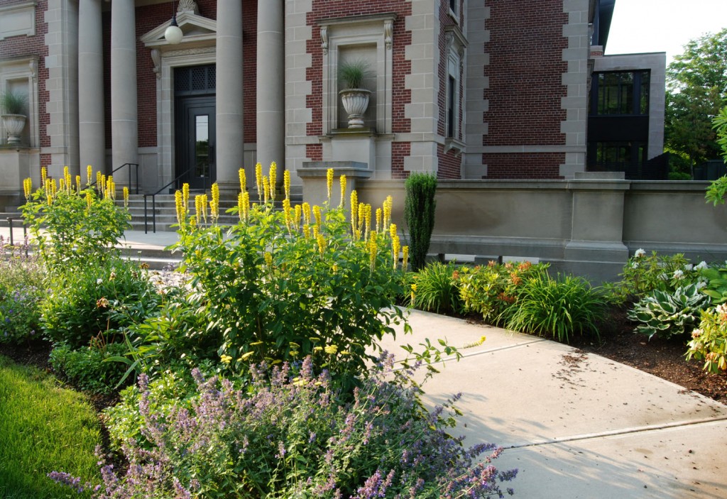 Front walk of library with Carolina lupine - Tom Palmer