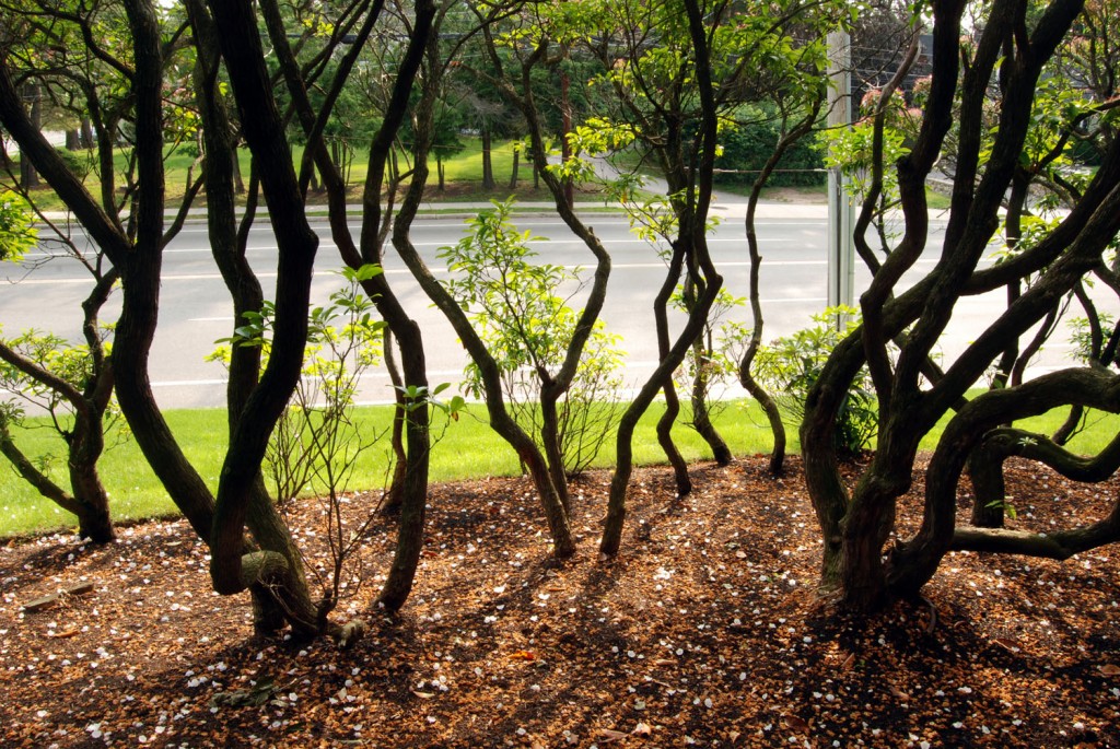 Mountain laurel at the library - Tom Plamer