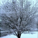 snow_tree