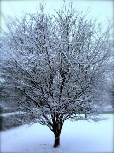 snow_tree