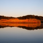 Reeds in reflection