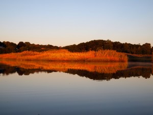 Reeds in reflection