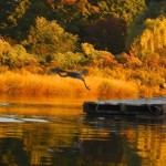 A heron lifiting off