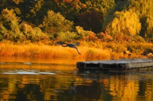 A heron lifiting off