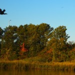 A cormorant in flight