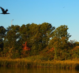 A cormorant in flight