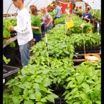 Plenty of choices in the greenhouse