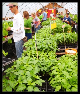 Plenty of choices in the greenhouse