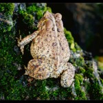 Mr. Toad stops by