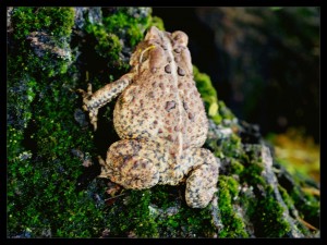 Mr. Toad stops by