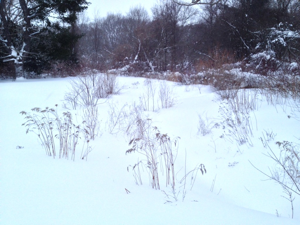 Turners Pond - photo by Ellen DeNooyer