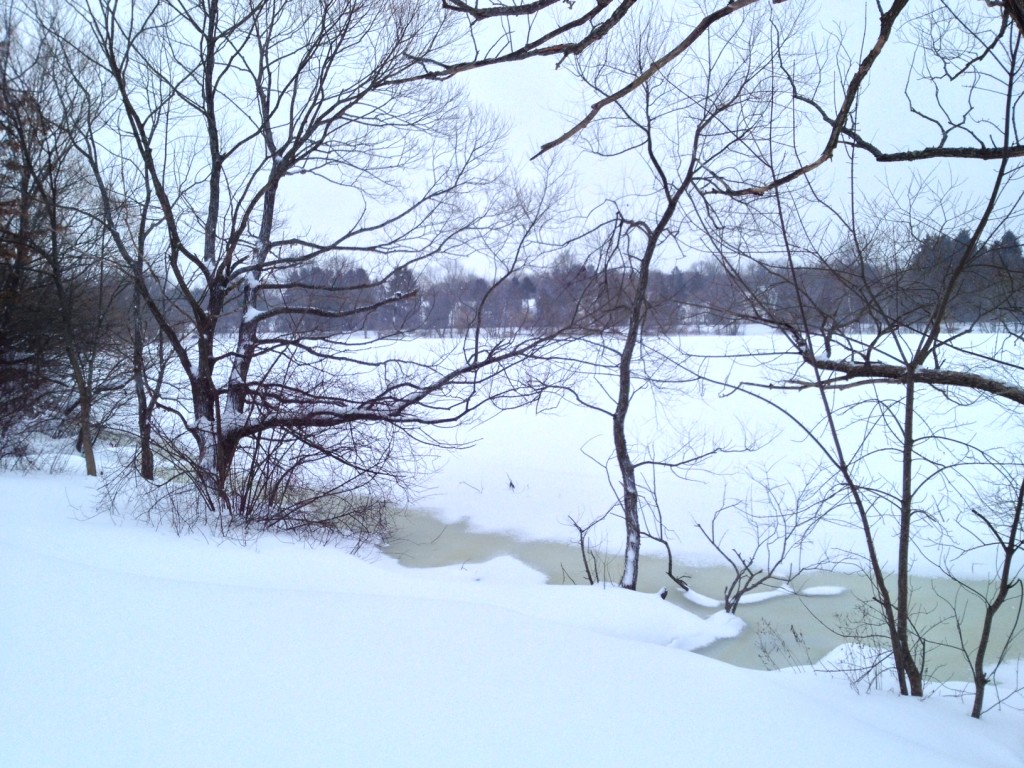 Turners Pond - photo by Ellen DeNooyer